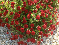 Роза почвопокровная Ред Каскад 4л